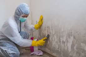 Best Comprehensive Air Testing for Mold Contaminants  in Marana, AZ